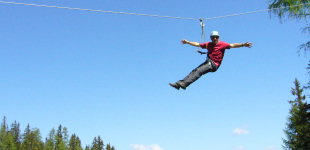 Bild Flying Fox